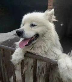 猫和狗的爆料视频 第3张 猫和狗的爆料视频 第3张