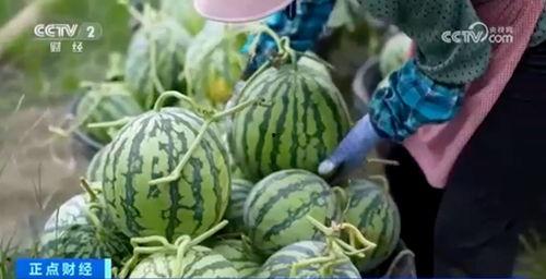 瓜圈吃瓜视频大爆料合集,吃瓜视频大爆料合集深度解析 第3张 瓜圈吃瓜视频大爆料合集,吃瓜视频大爆料合集深度解析 第3张