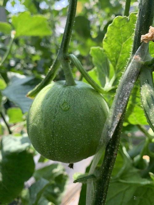 娱乐吃瓜的封面怎么做的,创意与技巧的完美融合 第3张 娱乐吃瓜的封面怎么做的,创意与技巧的完美融合 第3张