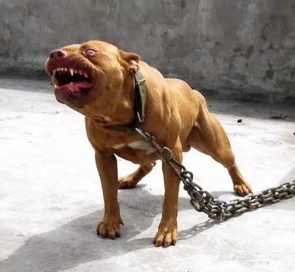 比特猛犬爆料视频播放大全,揭秘猛犬世界