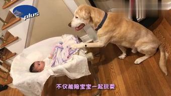 比特猛犬爆料视频播放大全,揭秘猛犬世界 第2张 比特猛犬爆料视频播放大全,揭秘猛犬世界 第2张
