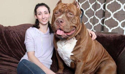 比特猛犬爆料视频播放大全,揭秘猛犬世界 第3张 比特猛犬爆料视频播放大全,揭秘猛犬世界 第3张