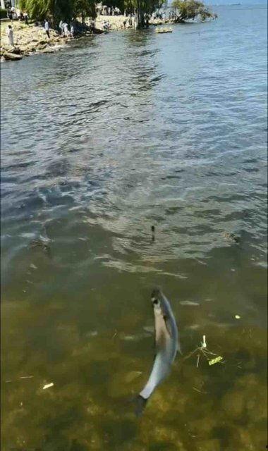 桂林大爆料新闻钓鱼,一场惊心动魄的钓鱼奇遇记 第3张 桂林大爆料新闻钓鱼,一场惊心动魄的钓鱼奇遇记 第3张