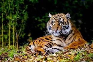 老汪爆料虎豹视频大全集,虎豹视频大全集背后的精彩故事 第2张 老汪爆料虎豹视频大全集,虎豹视频大全集背后的精彩故事 第2张