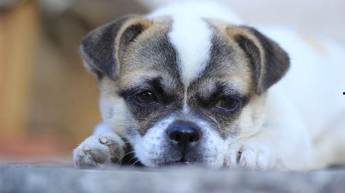老汪爆料虎豹视频大全集,虎豹视频大全集背后的精彩故事 第3张 老汪爆料虎豹视频大全集,虎豹视频大全集背后的精彩故事 第3张