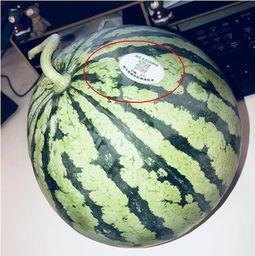 网红吃瓜现场,揭秘娱乐圈幕后真相 第3张 网红吃瓜现场,揭秘娱乐圈幕后真相 第3张