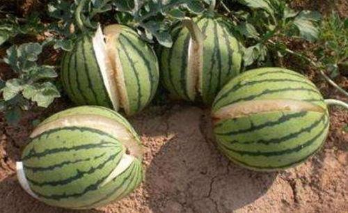 网红刘雅婧吃瓜是真的吗,真相还是炒作? 第3张 网红刘雅婧吃瓜是真的吗,真相还是炒作? 第3张