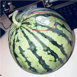 东北吃瓜网红叫什么来着,揭秘“瓜王”背后的故事