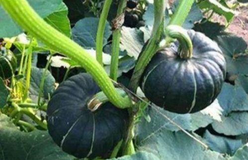 东北吃瓜网红叫什么来着,揭秘“瓜王”背后的故事  第3张