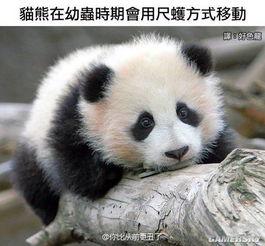 娱乐吃瓜大熊猫微博,揭秘大熊猫微博背后的趣味故事 第3张 娱乐吃瓜大熊猫微博,揭秘大熊猫微博背后的趣味故事 第3张