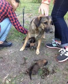 狗崽队爆料汪小菲视频,汪小菲视频内容大揭秘