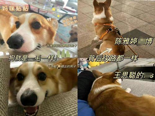 狗崽队爆料汪小菲视频,汪小菲视频内容大揭秘  第3张